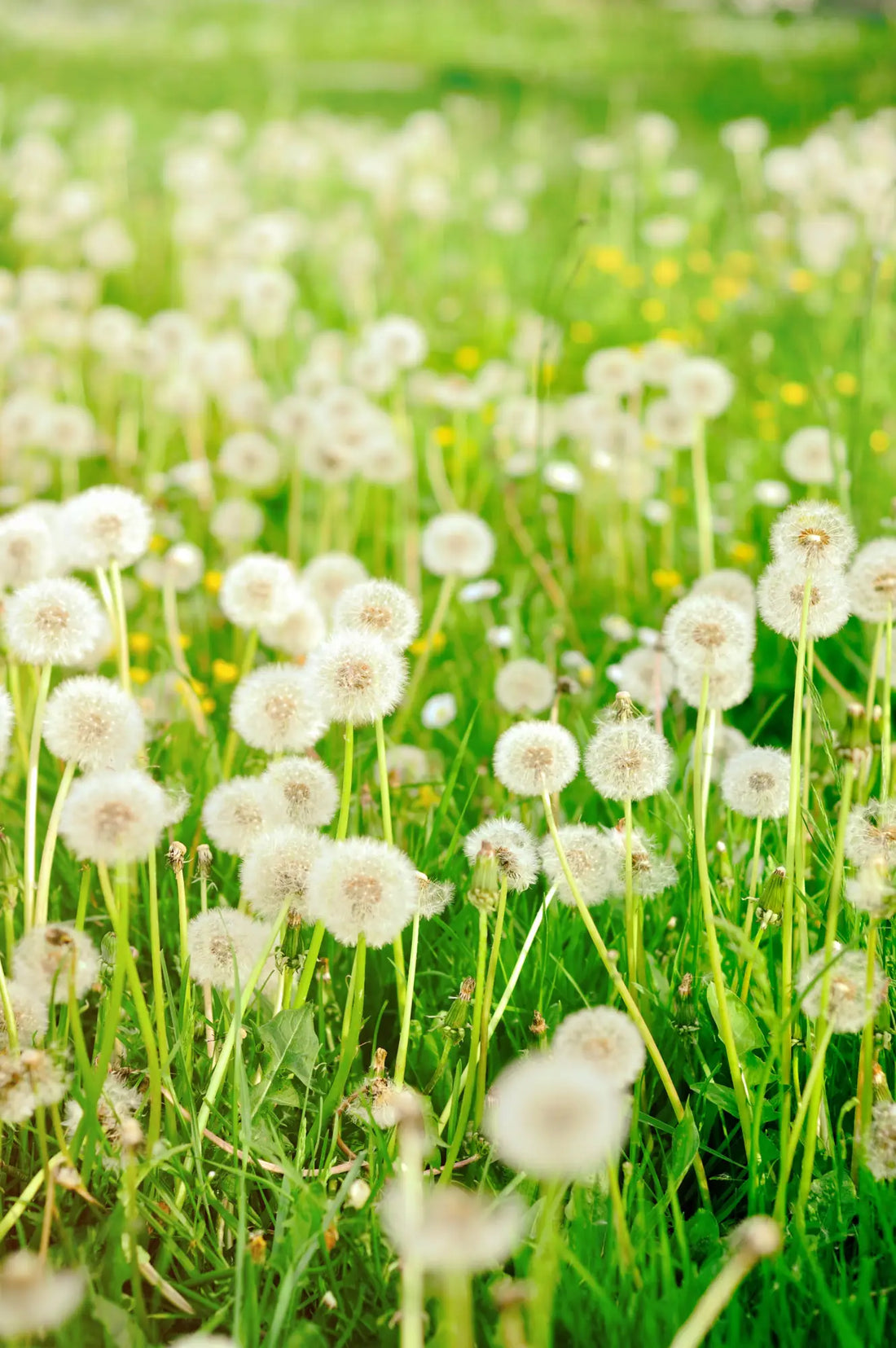 Dandelions
