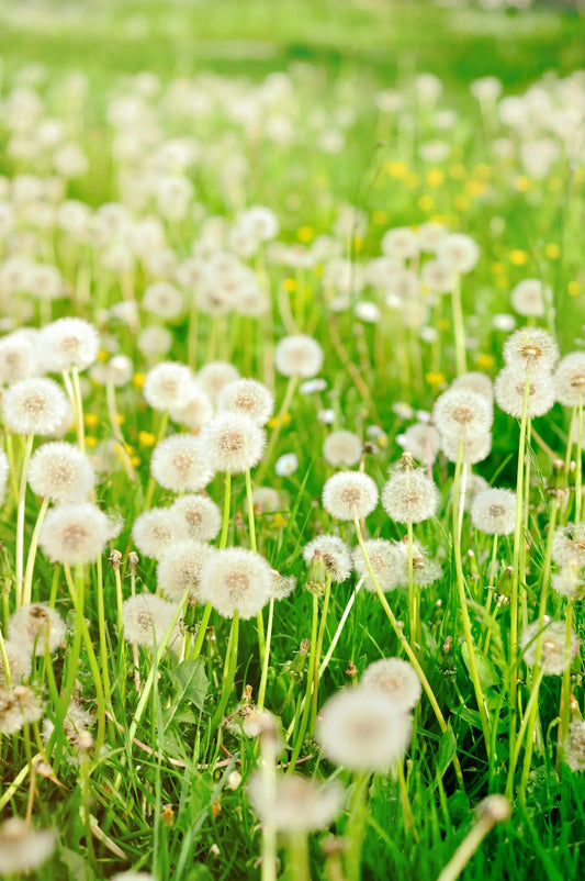Dandelions